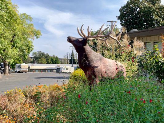 An elk, of course!