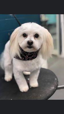 Shih-tzu mix