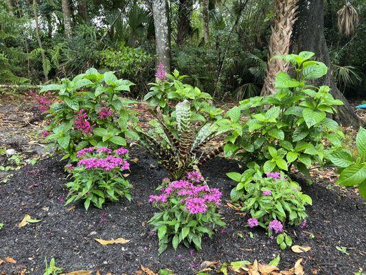 Pentas & firespike