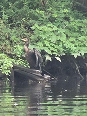 Cormorant