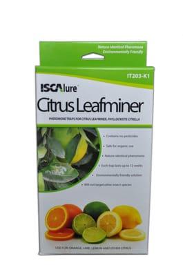 Pheromone traps for Citrus leafminer, phyllocnistis citrella