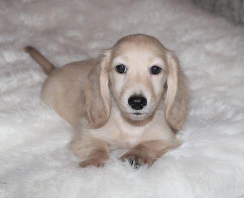 ee English cream, long coat, miniature dachshund.