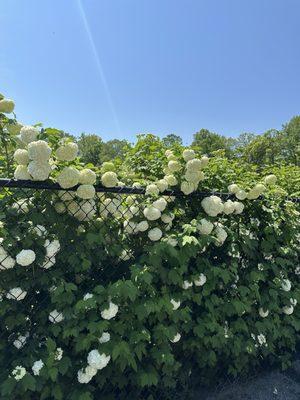 Beautiful hydrangeas