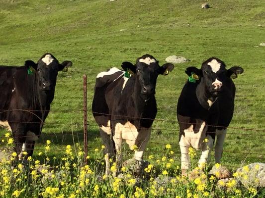 Napa Valley happy Cows!