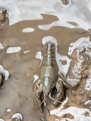 When the rains come, so do the crawfish.