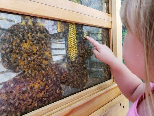 Open bee colony in the discovery center.