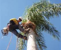 Queen Palm pruning