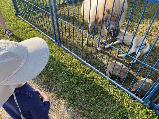 "Petting zoo" area with tortoises, camels, emu, goats and more