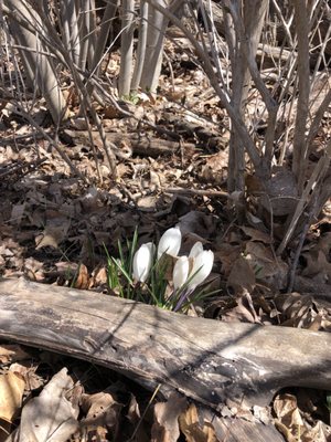 Flowers in bloom