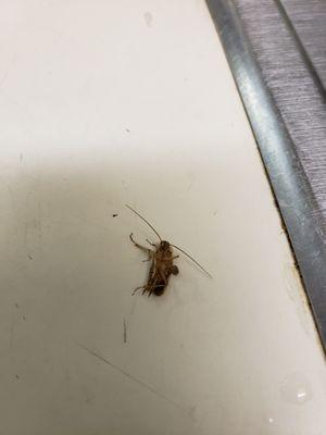 taken this morning, one of the roaches, staying in our unit for free. I wonder if other unit has as wall.