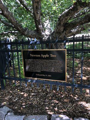 Newton Apple Tree