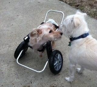 Buddy loves his Front Support Dog Wheelchair