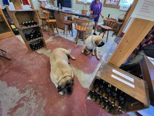 The biggest, cutest, vineyard dogs you'll ever meet!