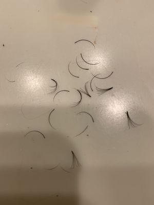 At least 17 lashes fell out within 24 hours (these are the ones I could find)