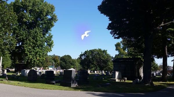 Lone dove release at cemetery