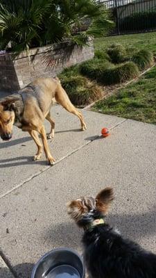 Bressi Ranch Dog Park