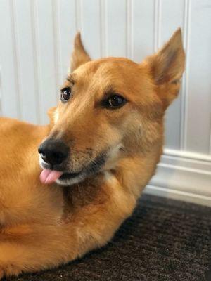 Jack is our front door greeter and shop dog. Super friendly and ready to help!