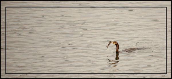 Wildlife: morning snack