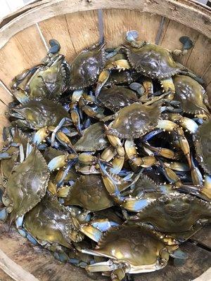 Live Maryland crabs