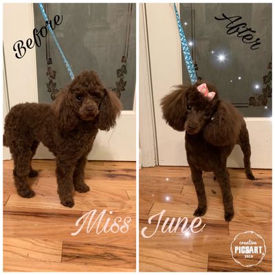 Miss June- Toy Poodle