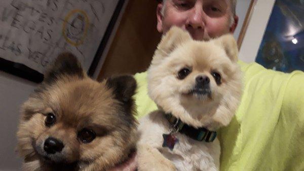 Bob and Pearl - adopted Pomeranians