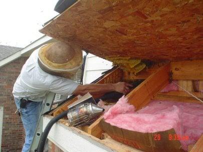 Getting under the eaves to vacuum out the bees without harm. I am a beekeeper and know they should not be killed needlessly.