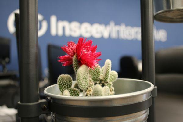 Inseev Interactive