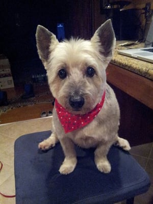 He just got home from "Kathy's Pet Grooming!"  Look at how fantastic he looks!!  :)