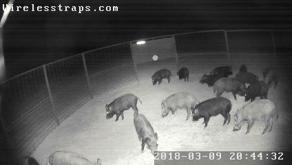 Trapping Hogs is my hobby!! Here piggy....here piggy!