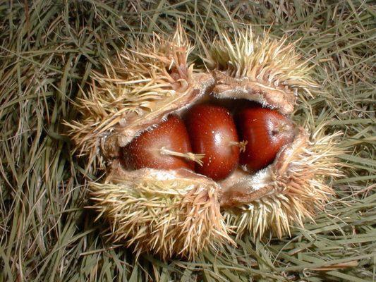 Chinese chestnut (Castanea mollisima)