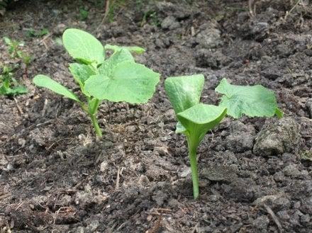 baby kabocha in my garden