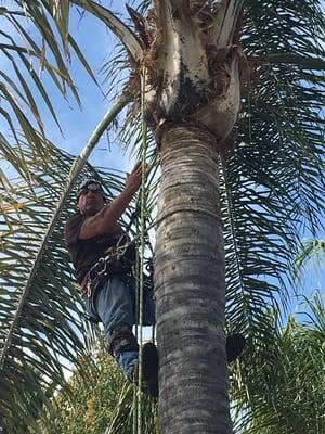 Rick Thinning Coco palm Yes thinning . (See photos