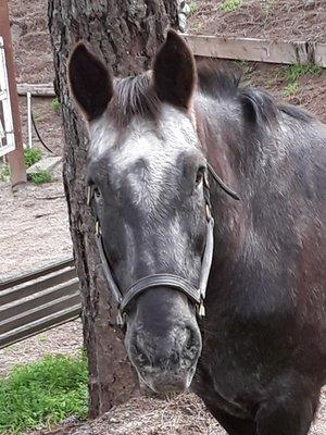 Hemingway, 18 years old, Percheron x Appy