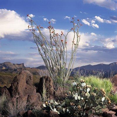 Ocotillo 97 © James H. Evans_All Rights Reserved