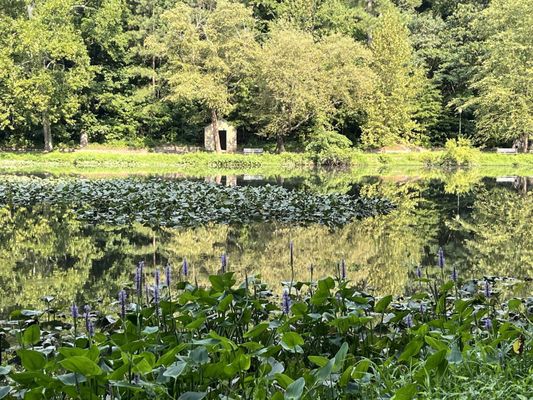 The lake and lily's