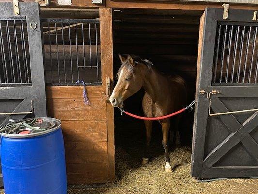 Horse boarding facility in Chicago suburbs