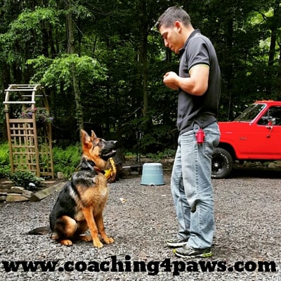 Coaching 4 Paws