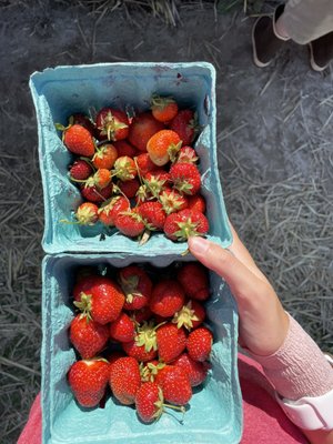 Shenk's Berry Farm