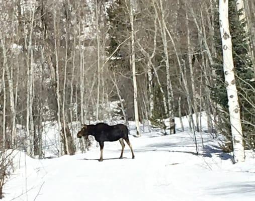 Steamboat Ski Touring Ctr