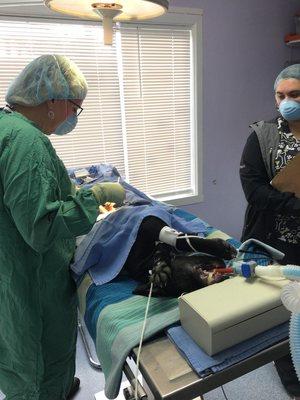 Dr Czachor spaying a dog while Cassie monitors anesthesia