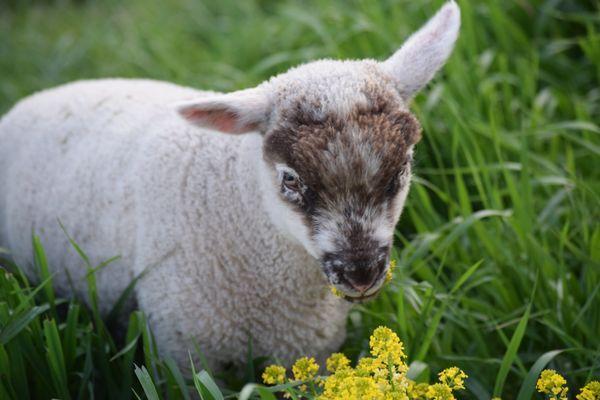 Lambs on pasture.