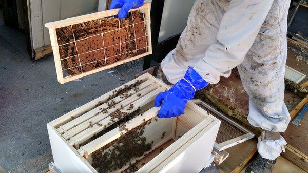 Here in Mike putting the brood stock into the new hive body...this gives the bees a foundation for renewed growth