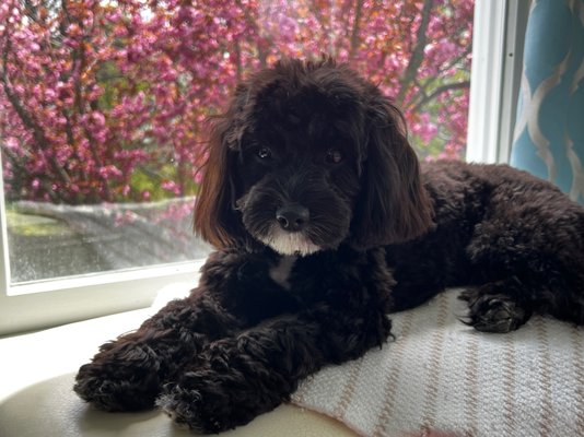 Aiko and the cherry tree in full bloom. She is 9 months old here.