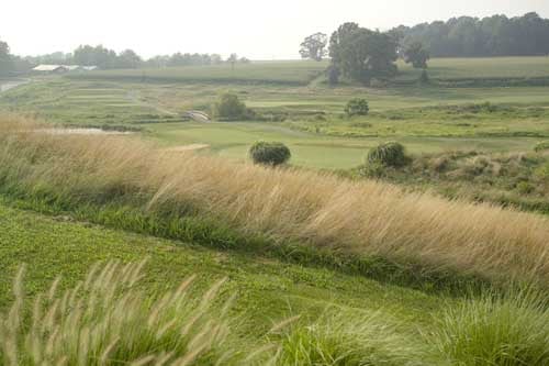 The wild grass of Wyncote.