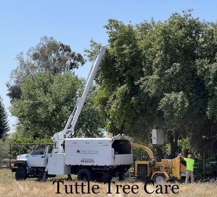 Tuttle Tree Care