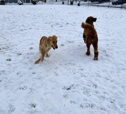 Friends playing fetch at the neighborhood park! Pure joy!