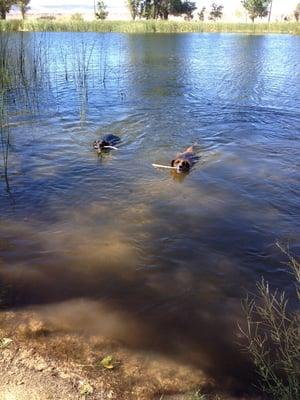 They love playing fetch here.