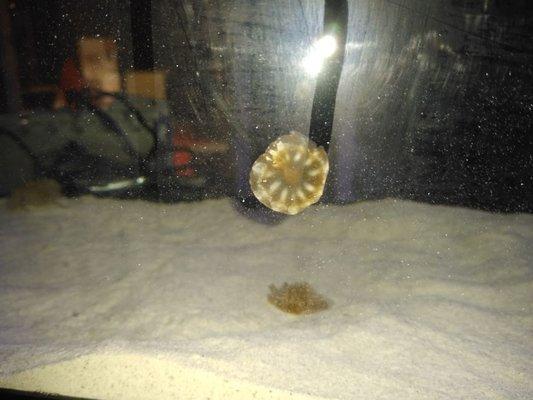 New Saltwater Fish just arrived. Look at the cute upside down jelly fish