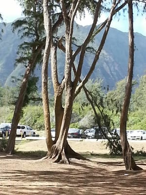 Huge branch that fell Saturday afternoon.