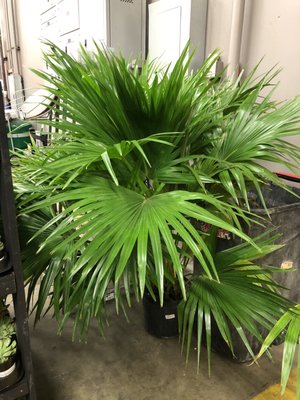 $40 Chinese Fan Palm